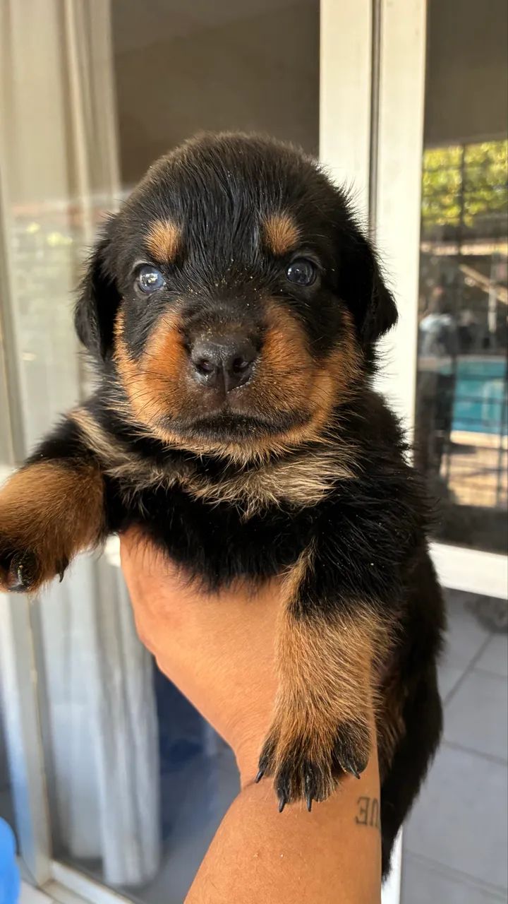 Filhotes de Rottweiler - Foto 2