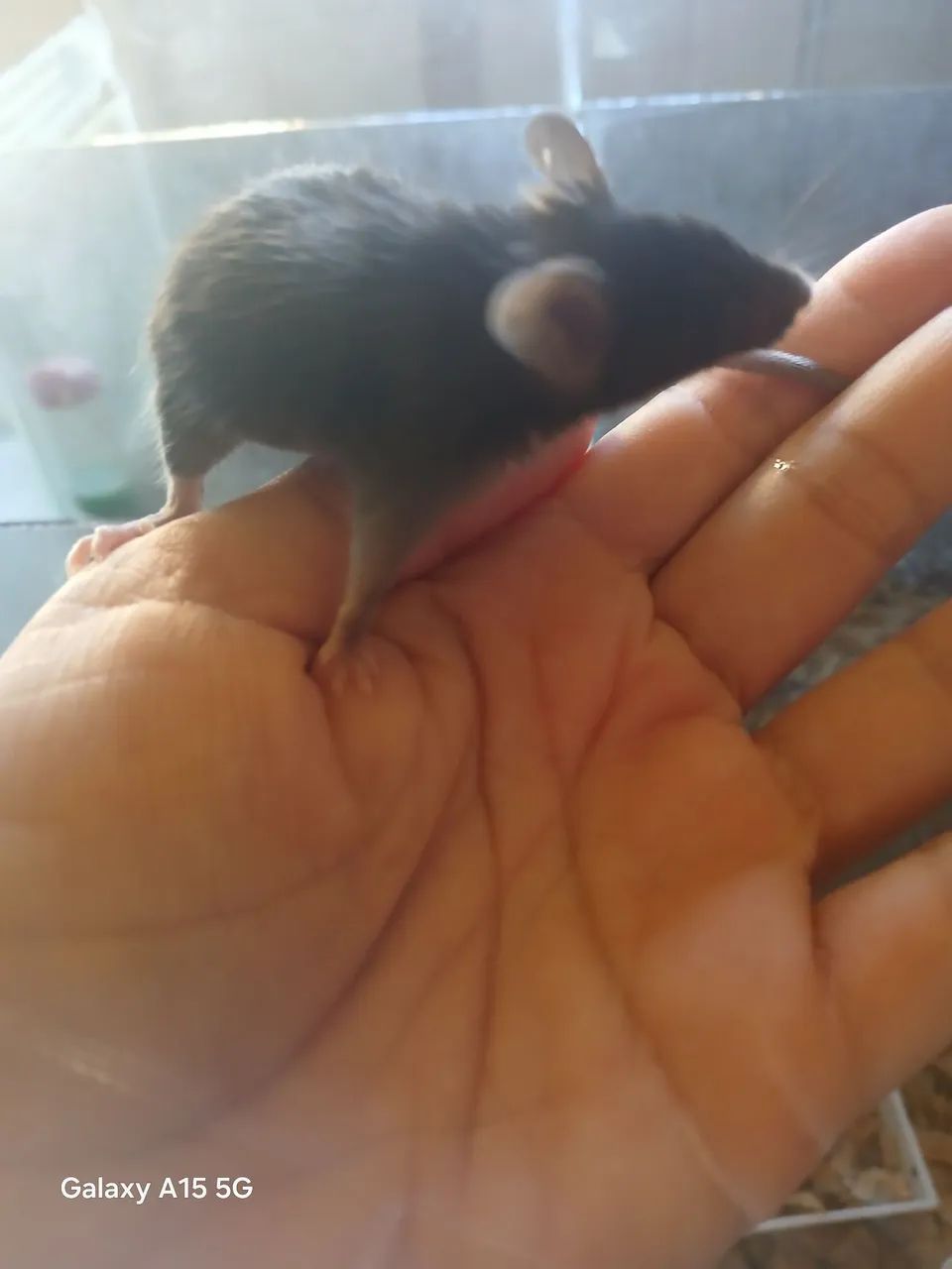 Camundongo Pet 