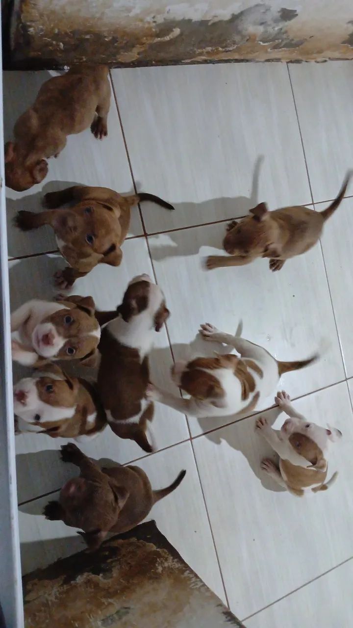 Vendo lindos filhotes de Pitbull com Pit Monster  - Foto 6