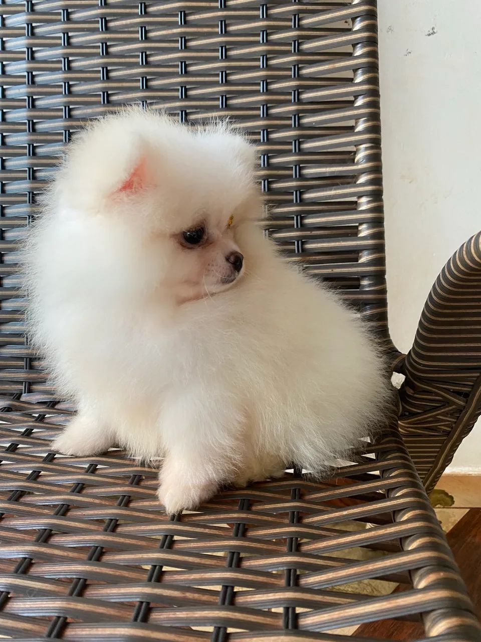 Spitz  - Foto 2