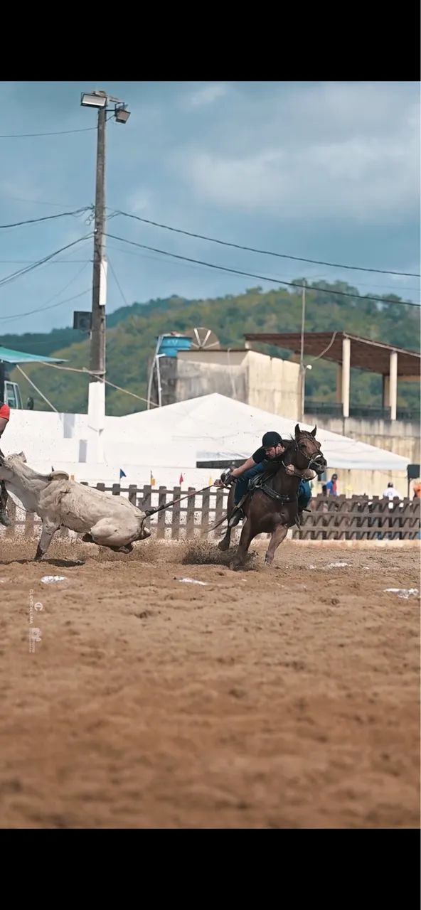 Cavalo quarto de milha  - Foto 4
