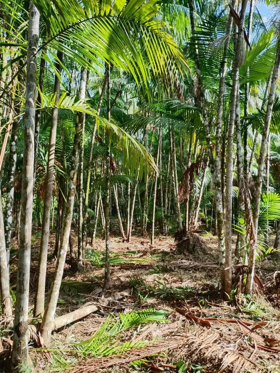 Terreno em Abaetetuba 20x36mt - Foto 5