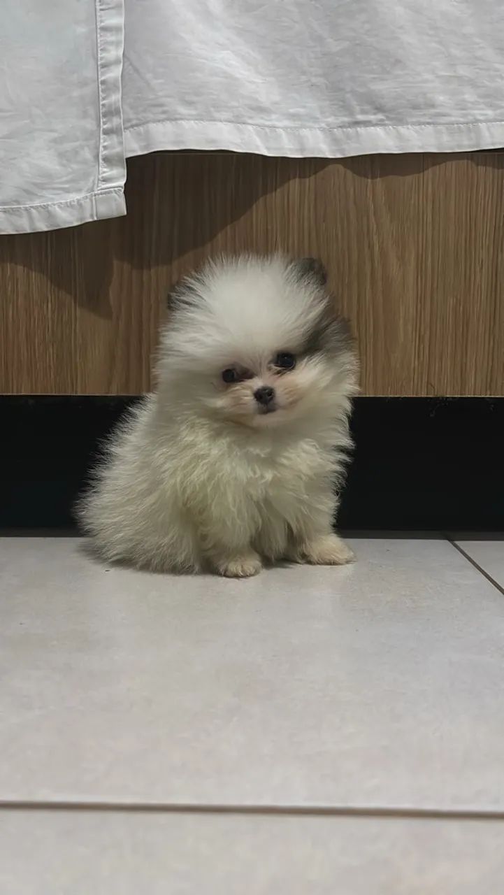 Spitz alemão 