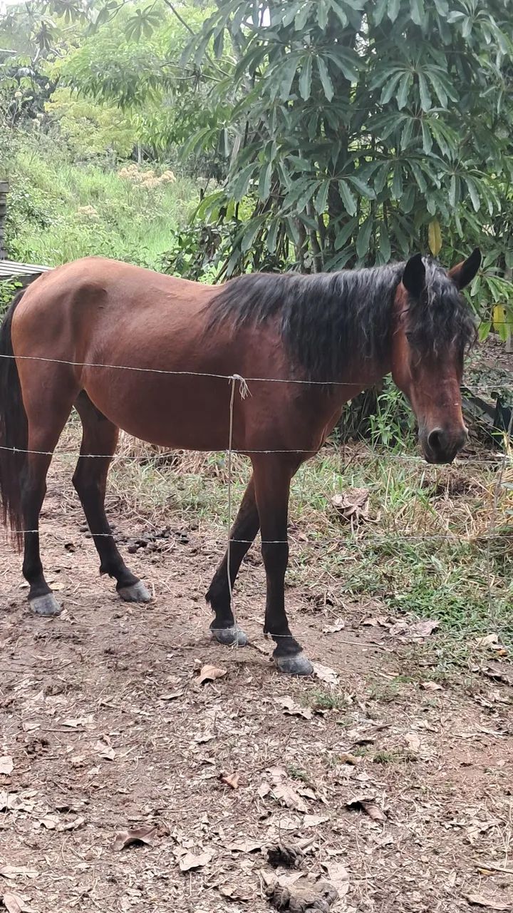 Cavalo  - Foto 2