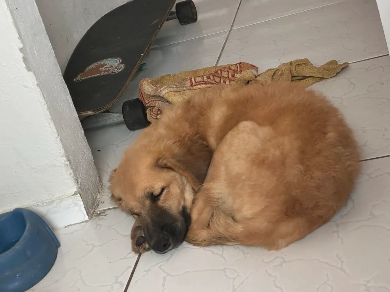 Cachorro Bruce  - Foto 2