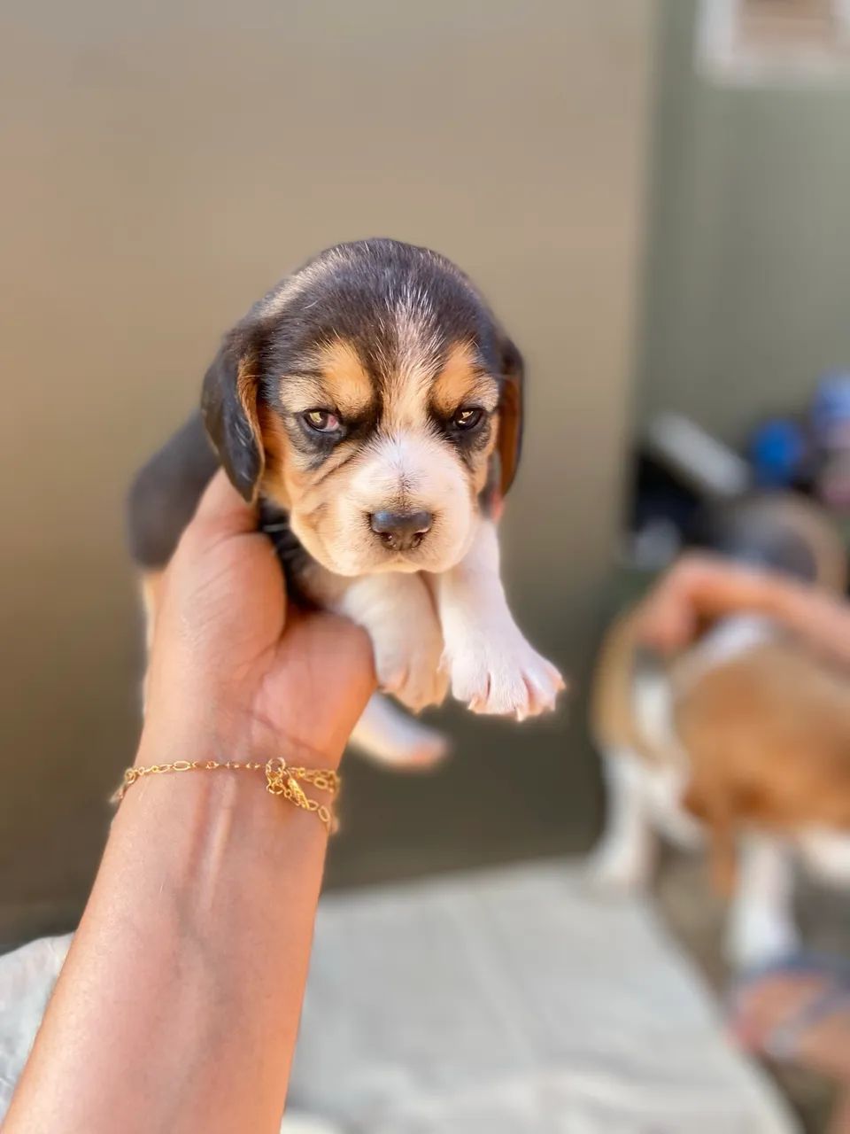Filhotes Beagle  - Foto 4