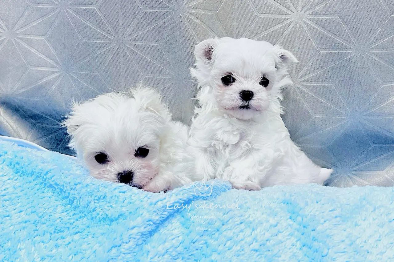 Raça maltês com pedigree  - Foto 2