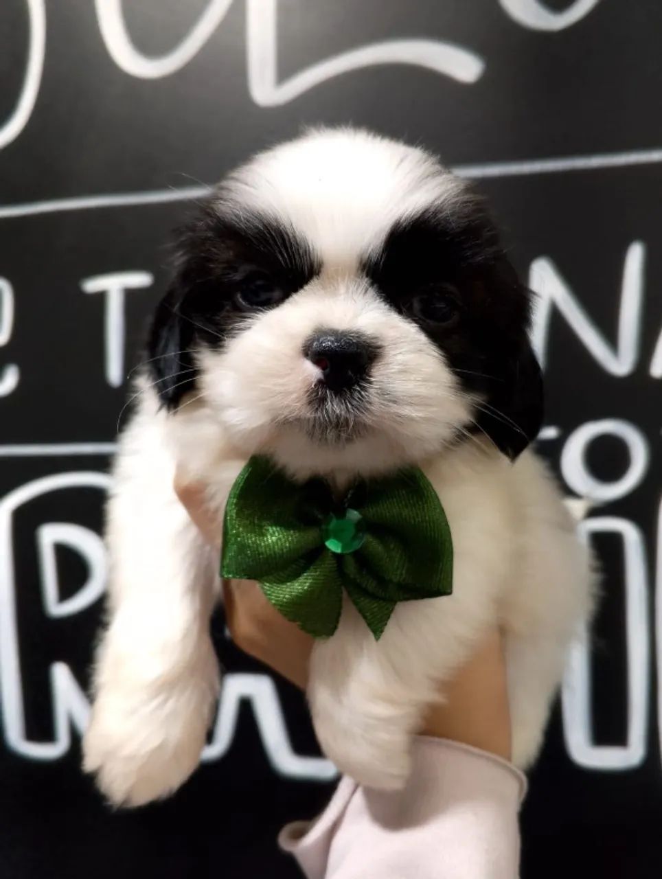 O Tipo de Filhote Que Faz as Visitas Virarem Fãs shih tzu - Foto 5