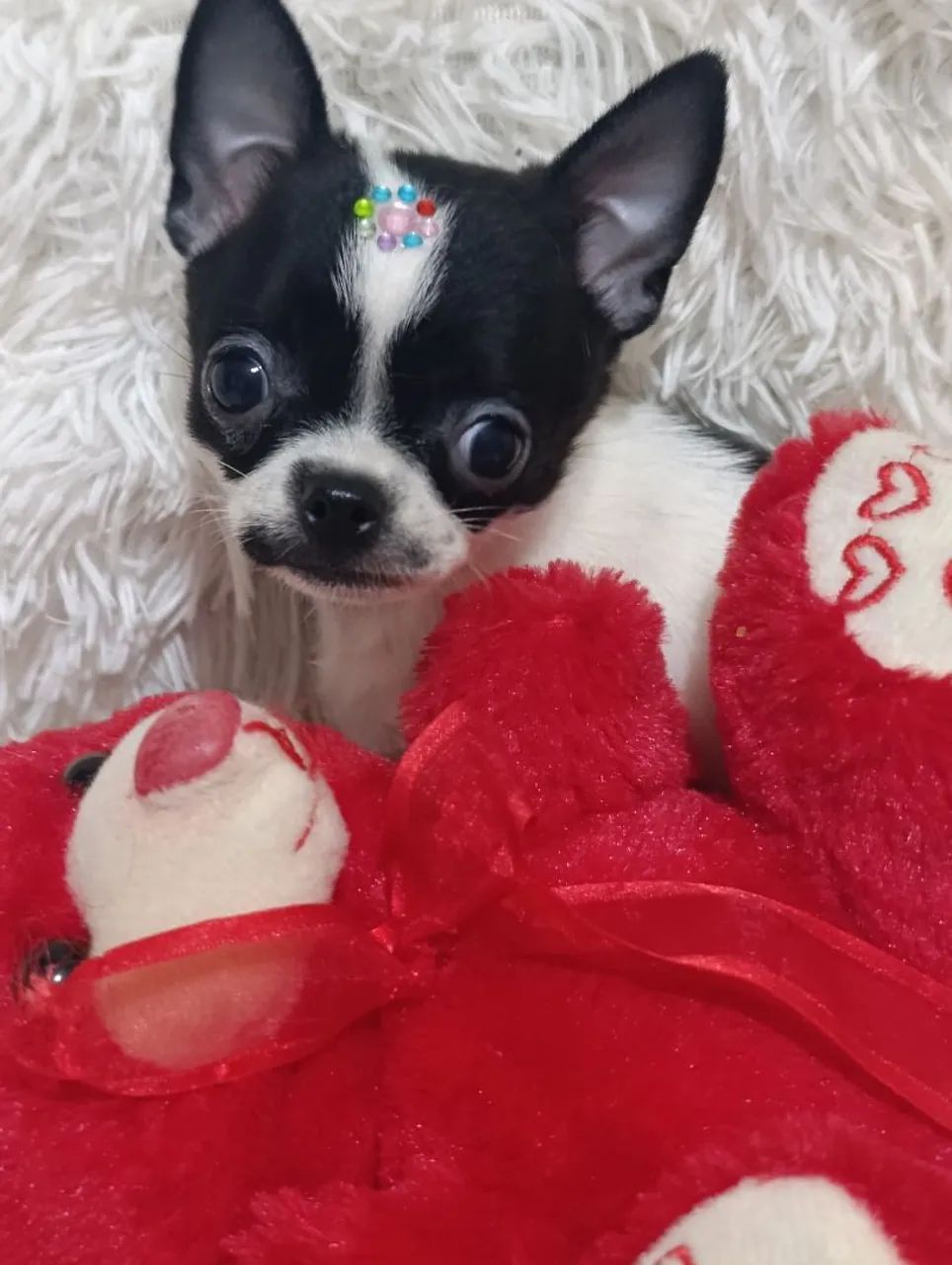 Chihuahua - Foto 2