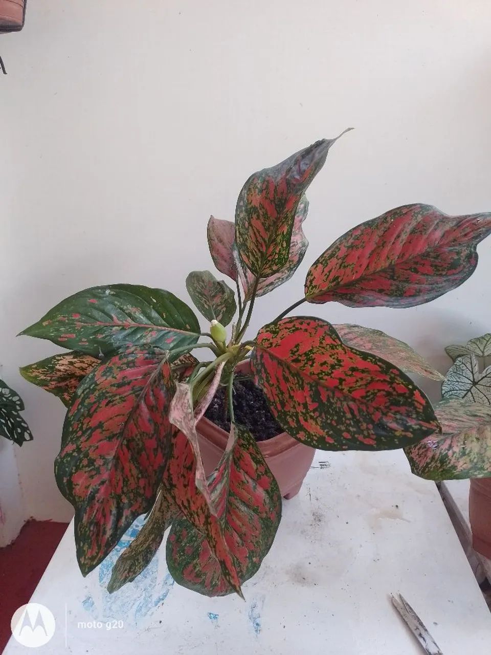 Desapego  - Foto 4