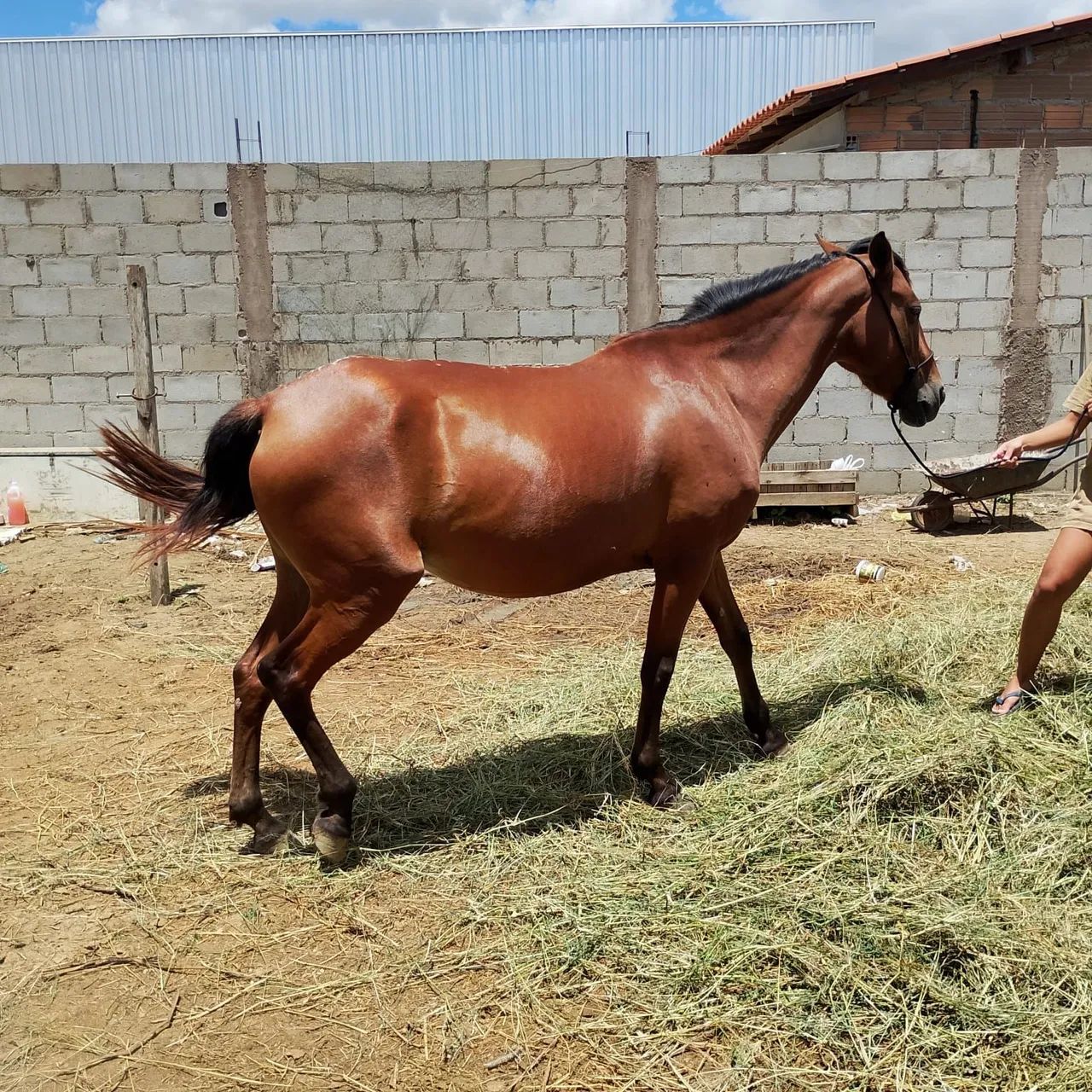 Égua mestiça mangalarga nova, prenha de mangalarga  - Foto 3