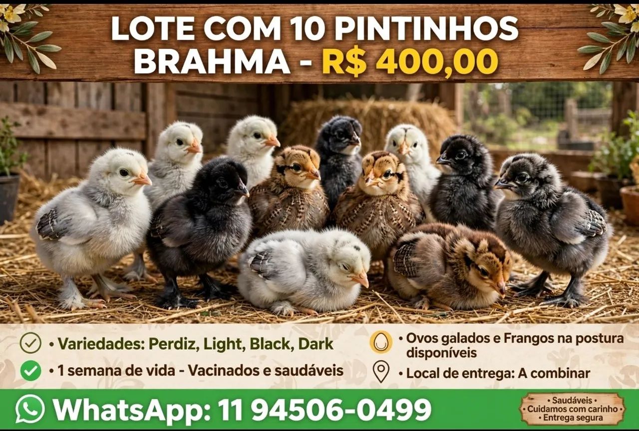 Frangos ornamentais e ovos galados