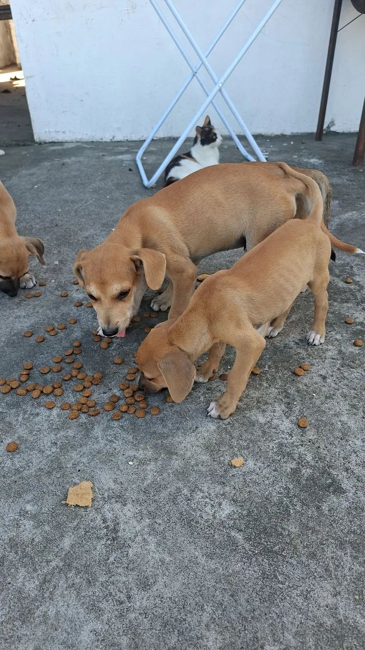 Animais  - Foto 2
