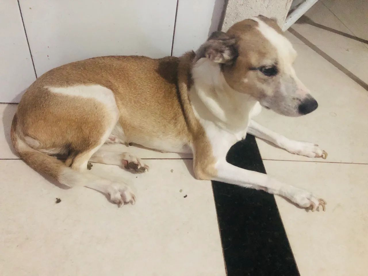 Cadela 
