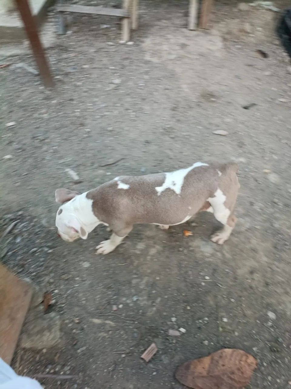 Cachorro 