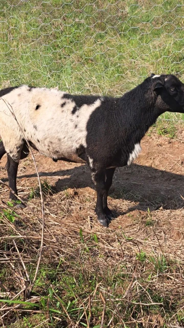 Vendo Ovelhas e Carneiros - Foto 4