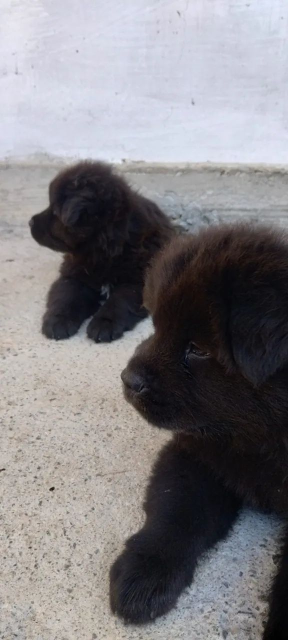 Cães  - Foto 5