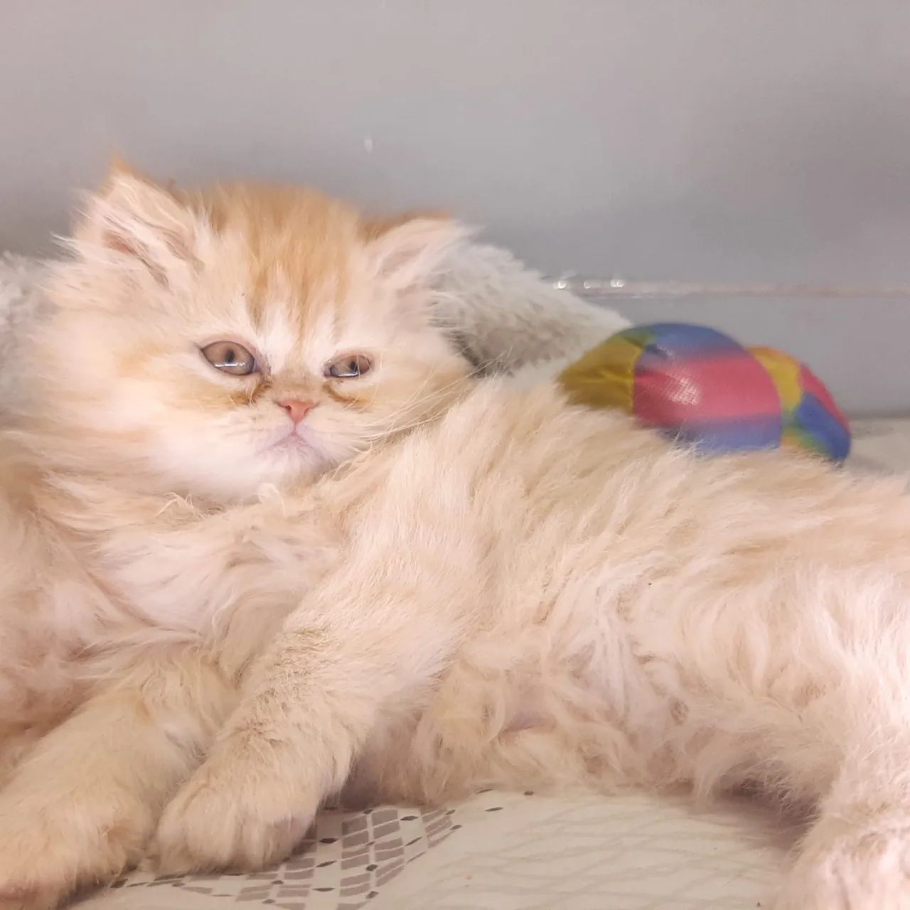 Gato persa fêmea filhote red - Foto 3
