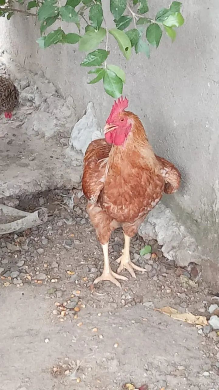Frango 
