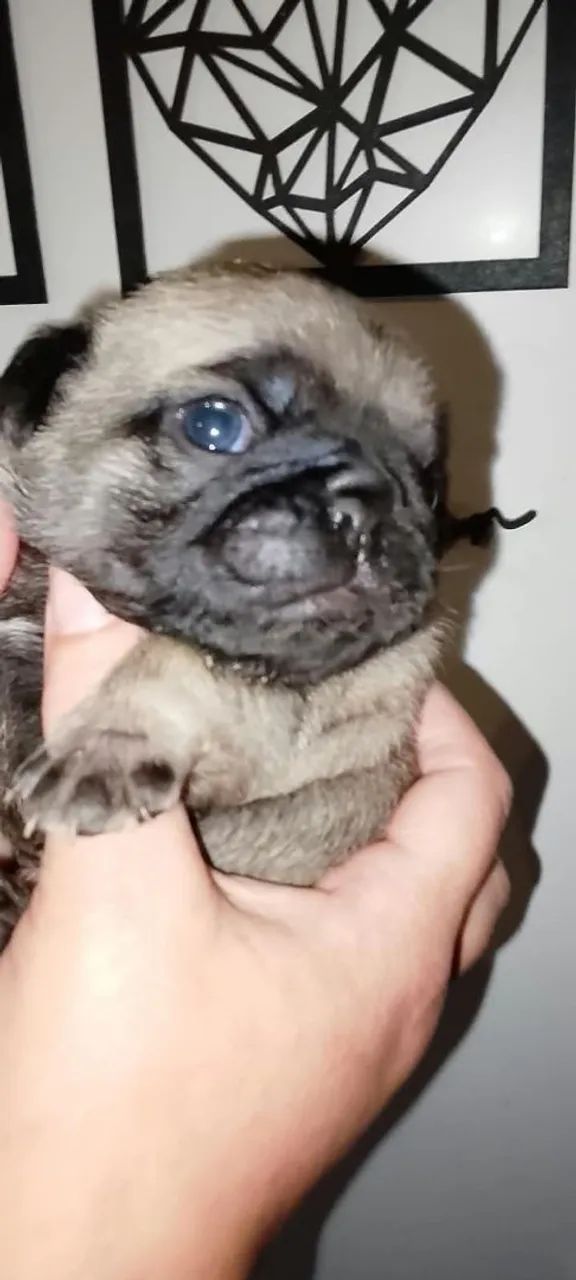 Linda ninhada de pugs - Foto 4