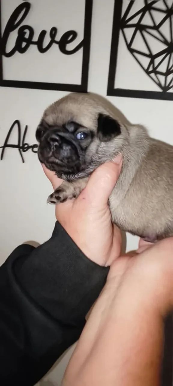 Linda ninhada de pugs - Foto 5