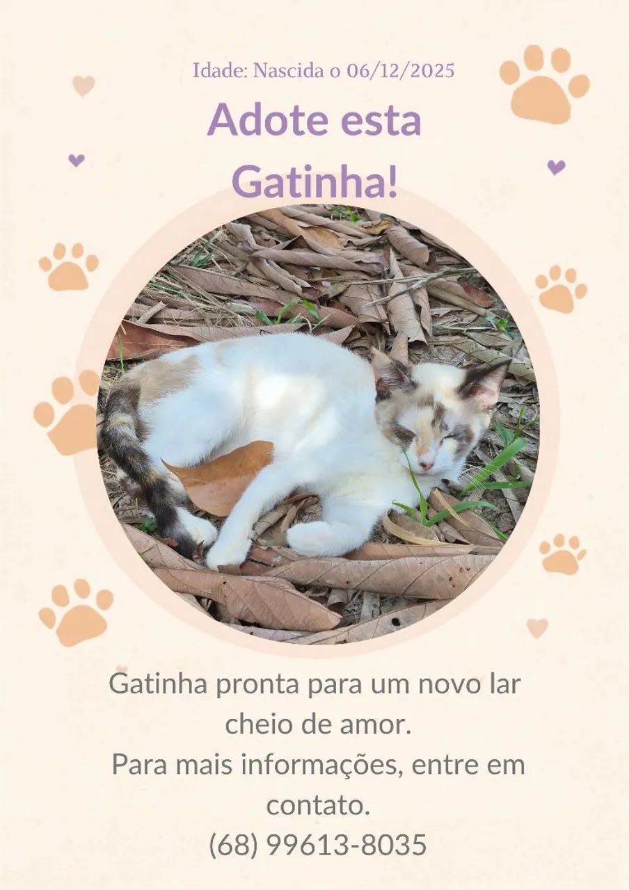 Gatinhos para adoção  - Foto 2