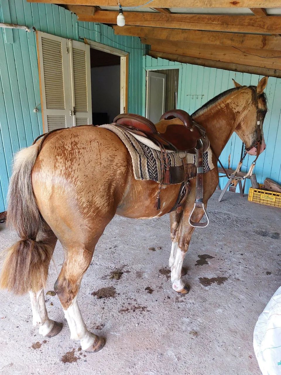 Cavalo baio bragado capado confirmado - Foto 2