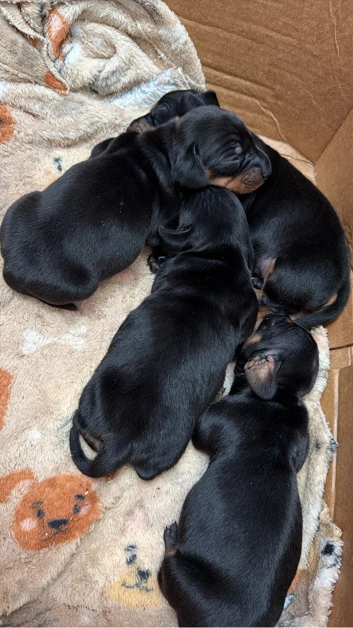 Filhotes de salsicha puro  - Foto 2