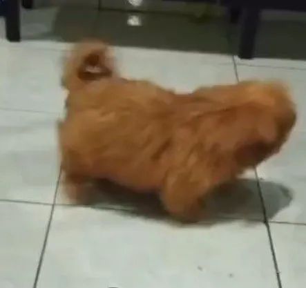 Shih Tzu machinho cor Rara  - Foto 4
