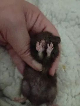 Hamsters sírios  - Foto 5