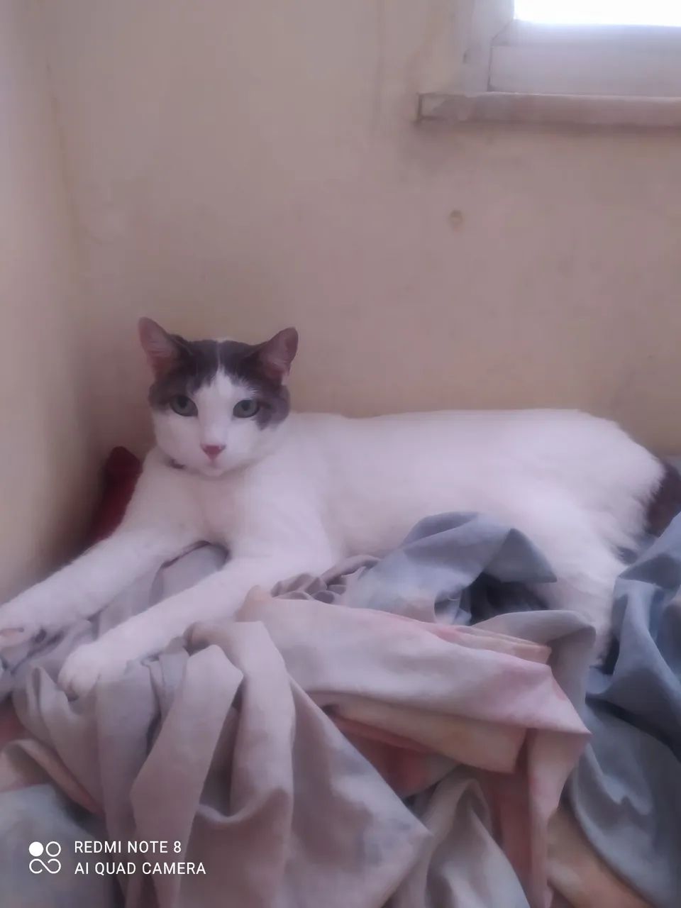 Doação responsável de gata adulta