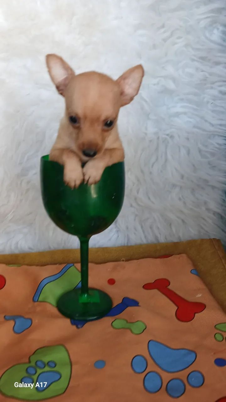 Pinscher bem .miudos - Foto 6