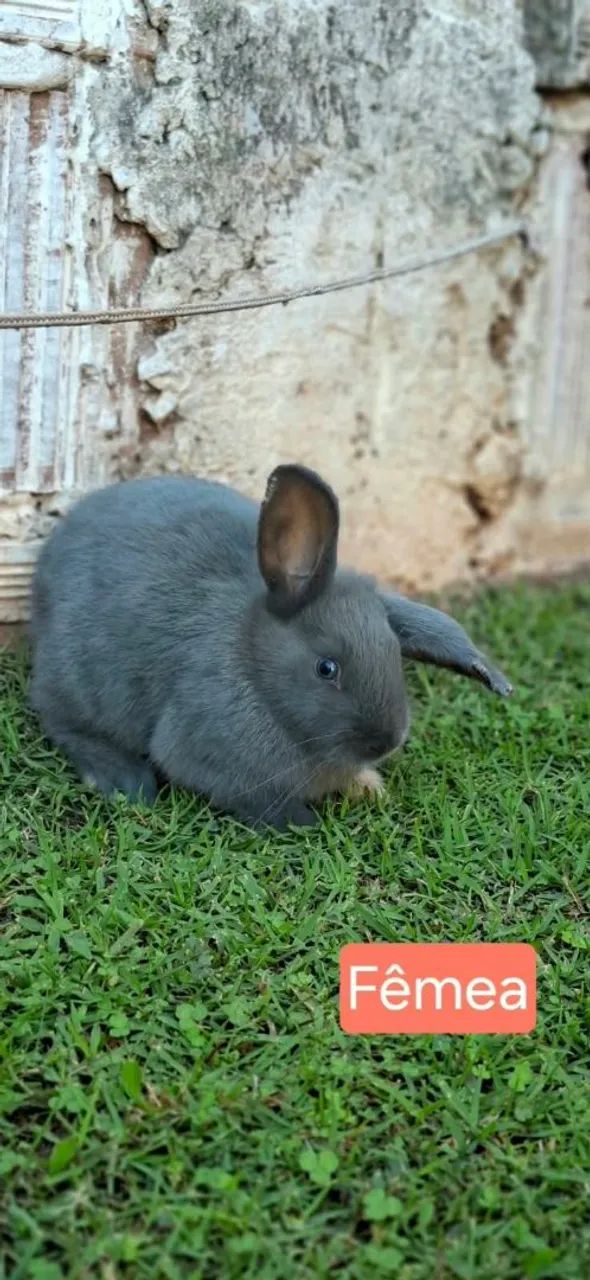 Coelhos - Foto 3
