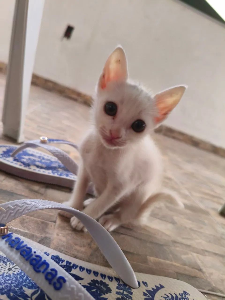 Três gatinhas adoção fêmea filhote - Foto 2