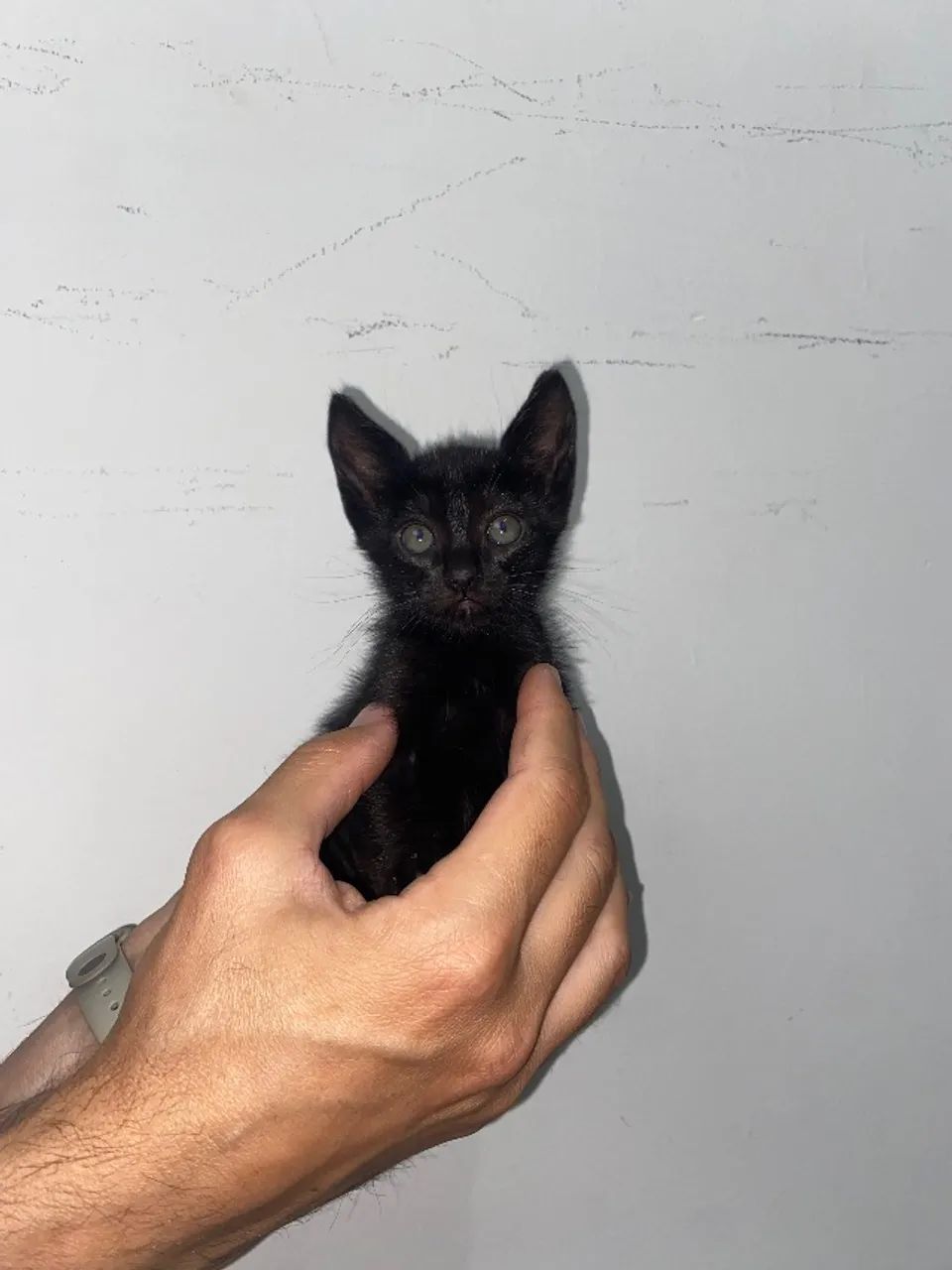 Gatinha filhote fêmea  - Foto 4