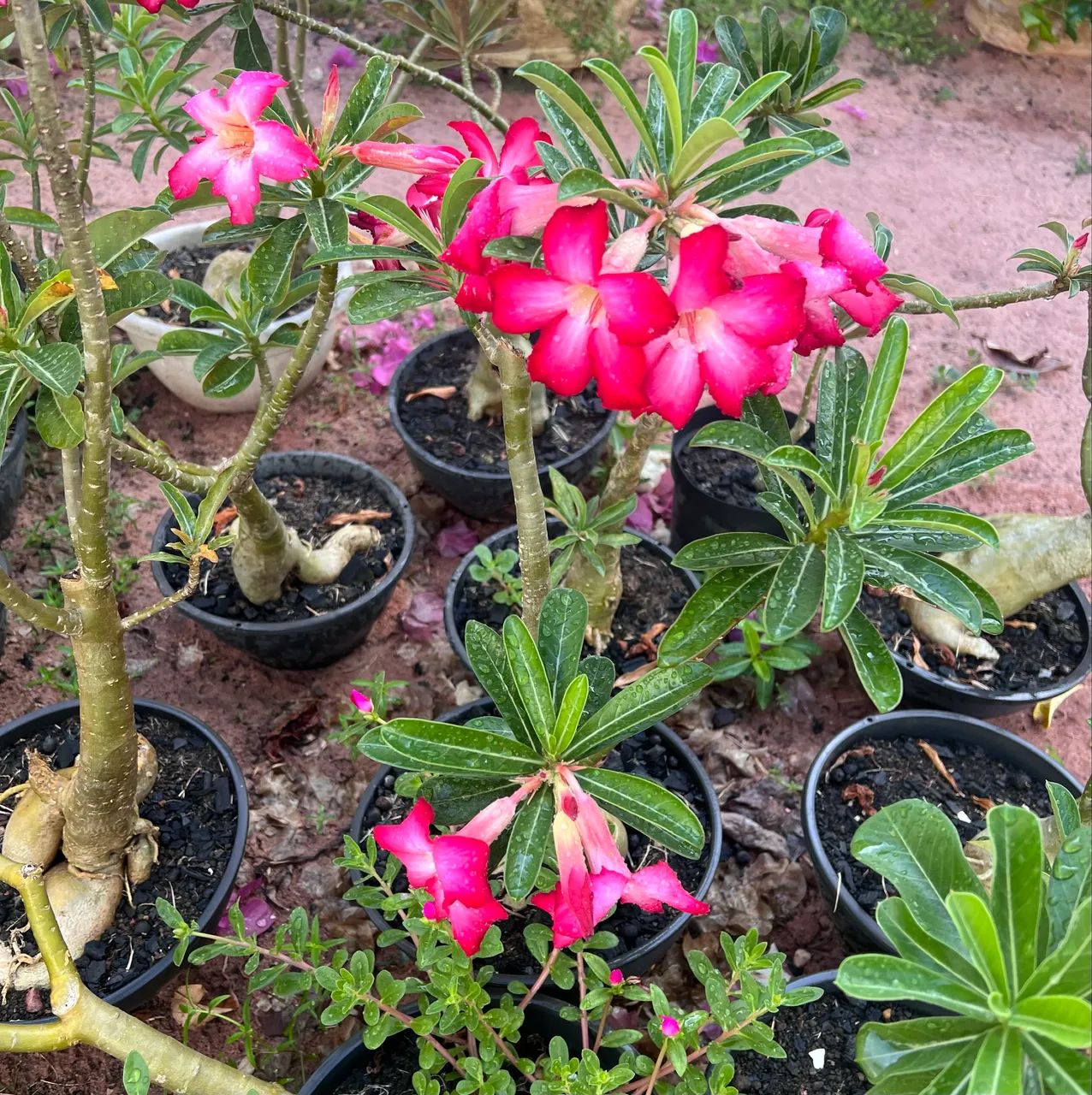 Rosa do Deserto - Foto 2