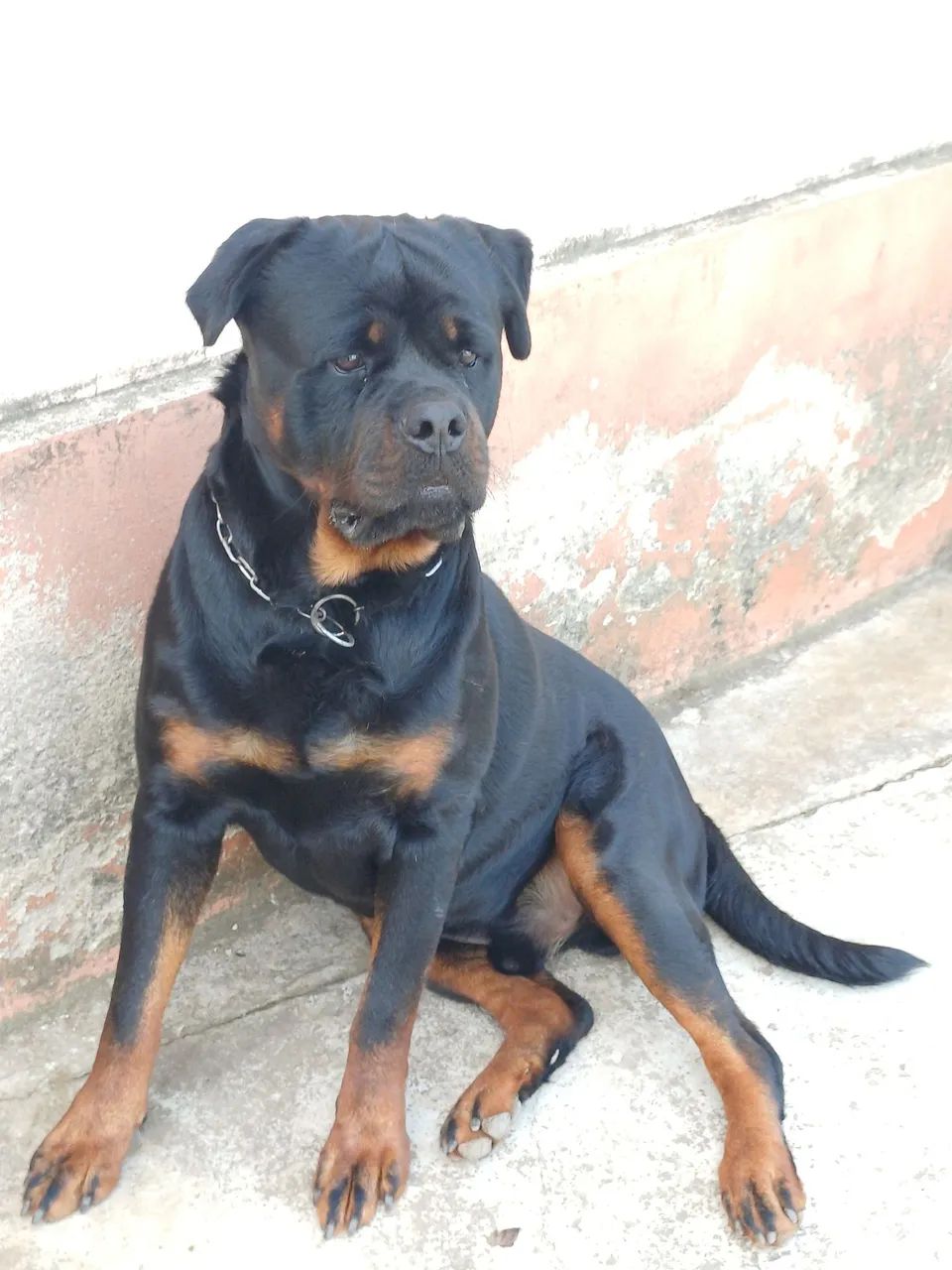 Rottweiler  - Foto 2