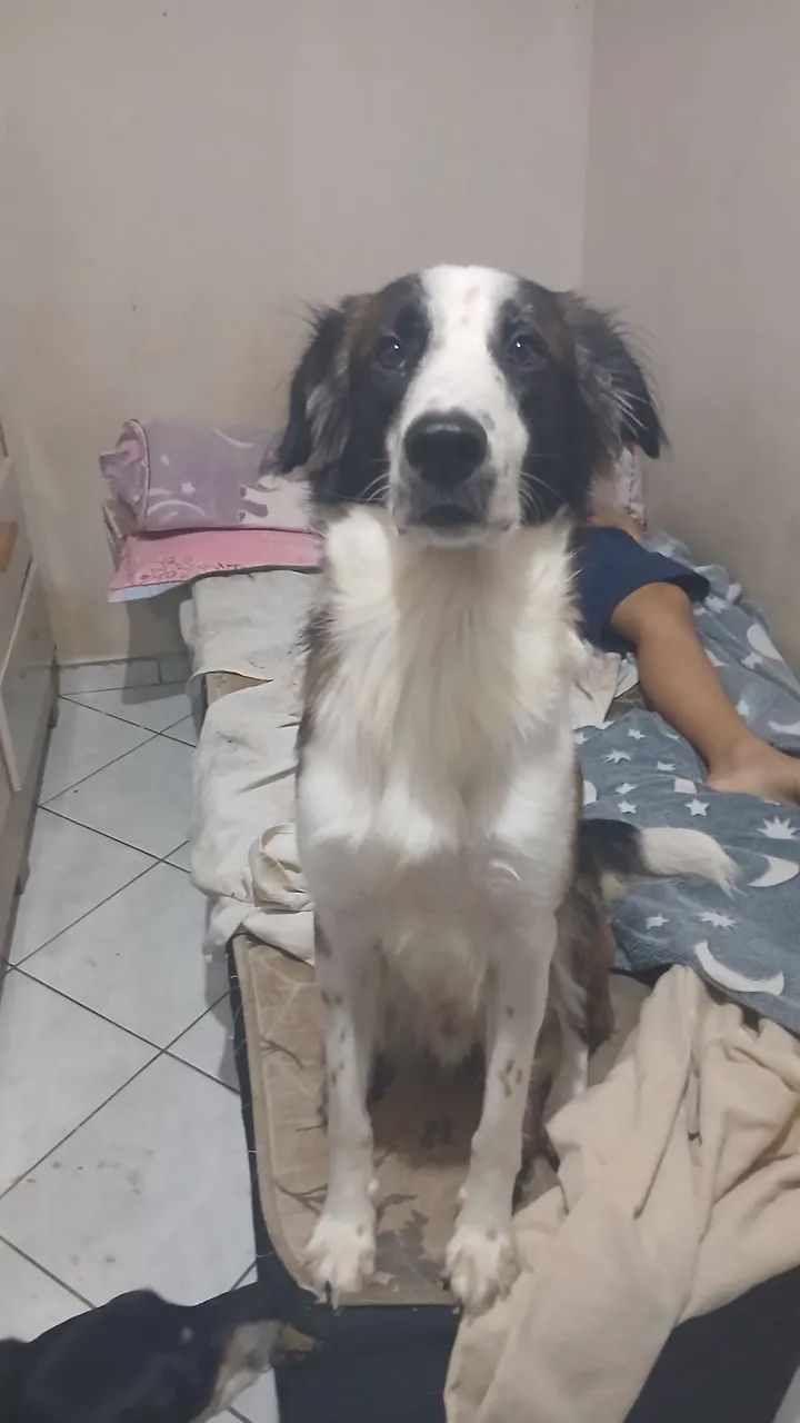 Doação de filhote - Foto 2