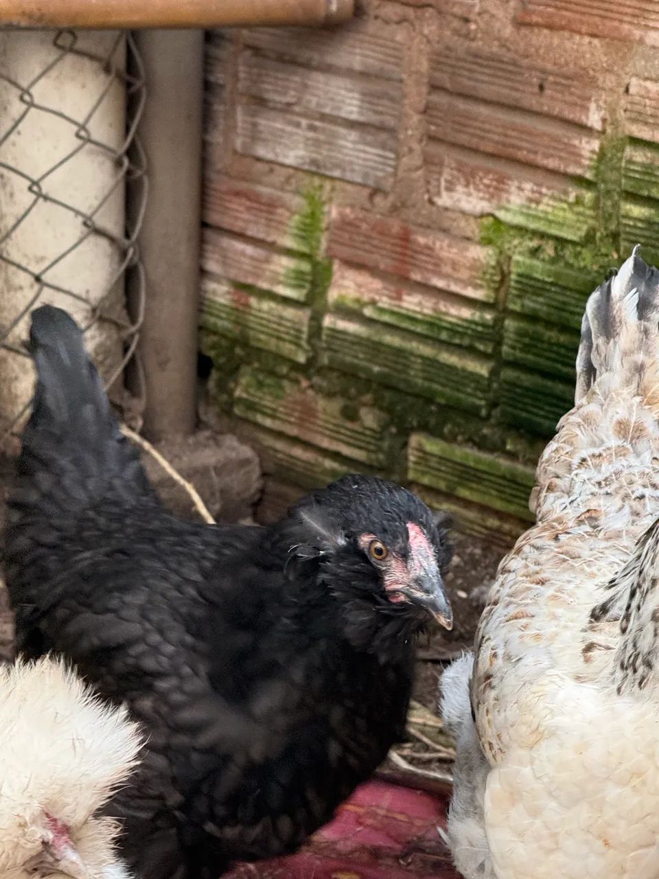 Casal de Galinha Araucana (Mapuche)