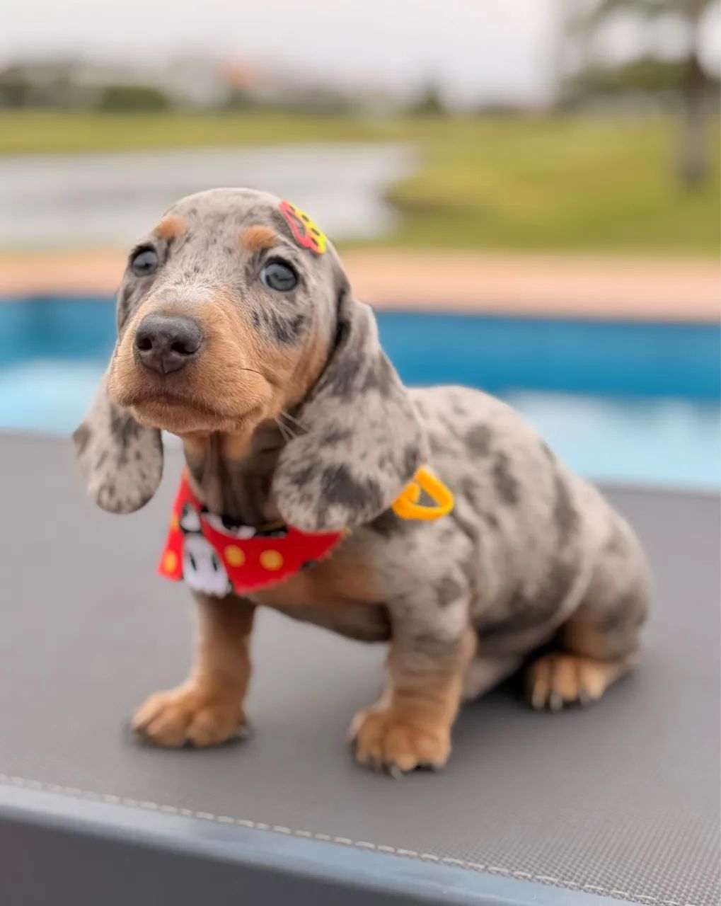 Dachshund linguicinha  - Foto 3