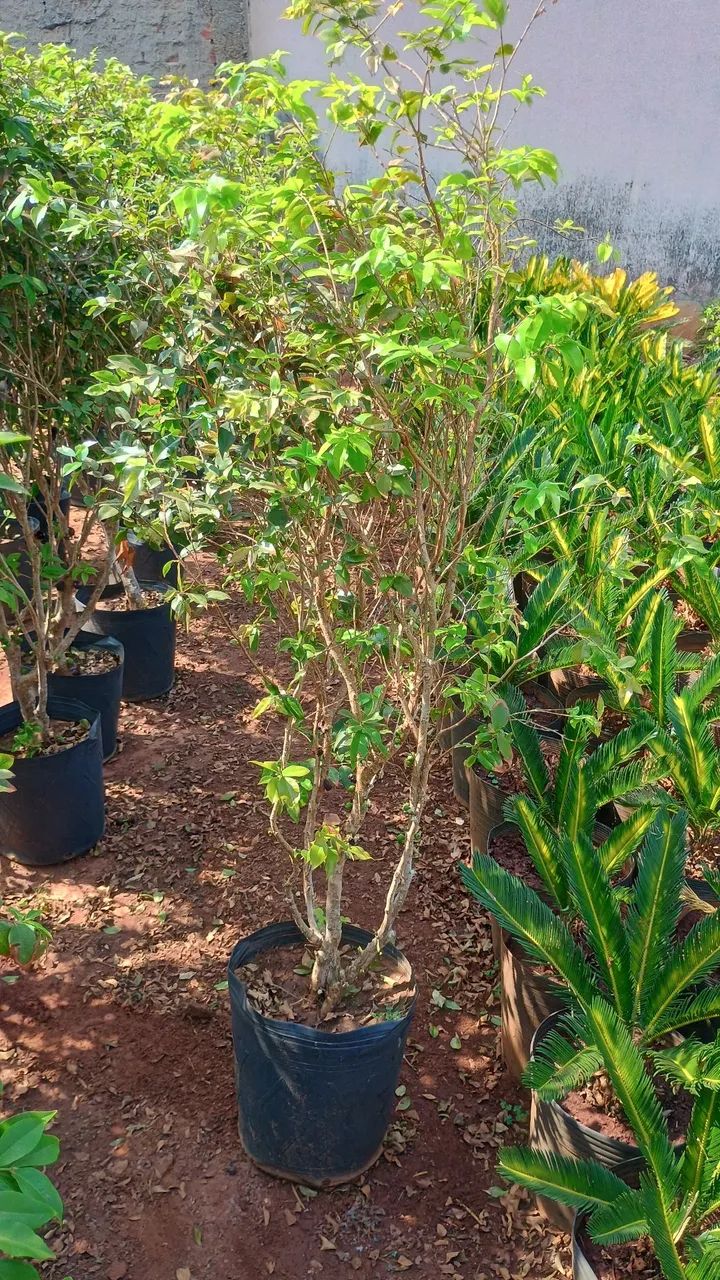 Jabuticaba híbrida 