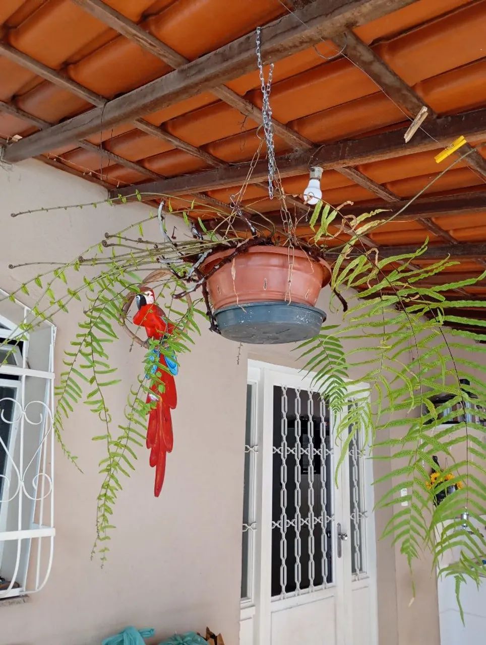 Plantas e sementes  - Foto 3