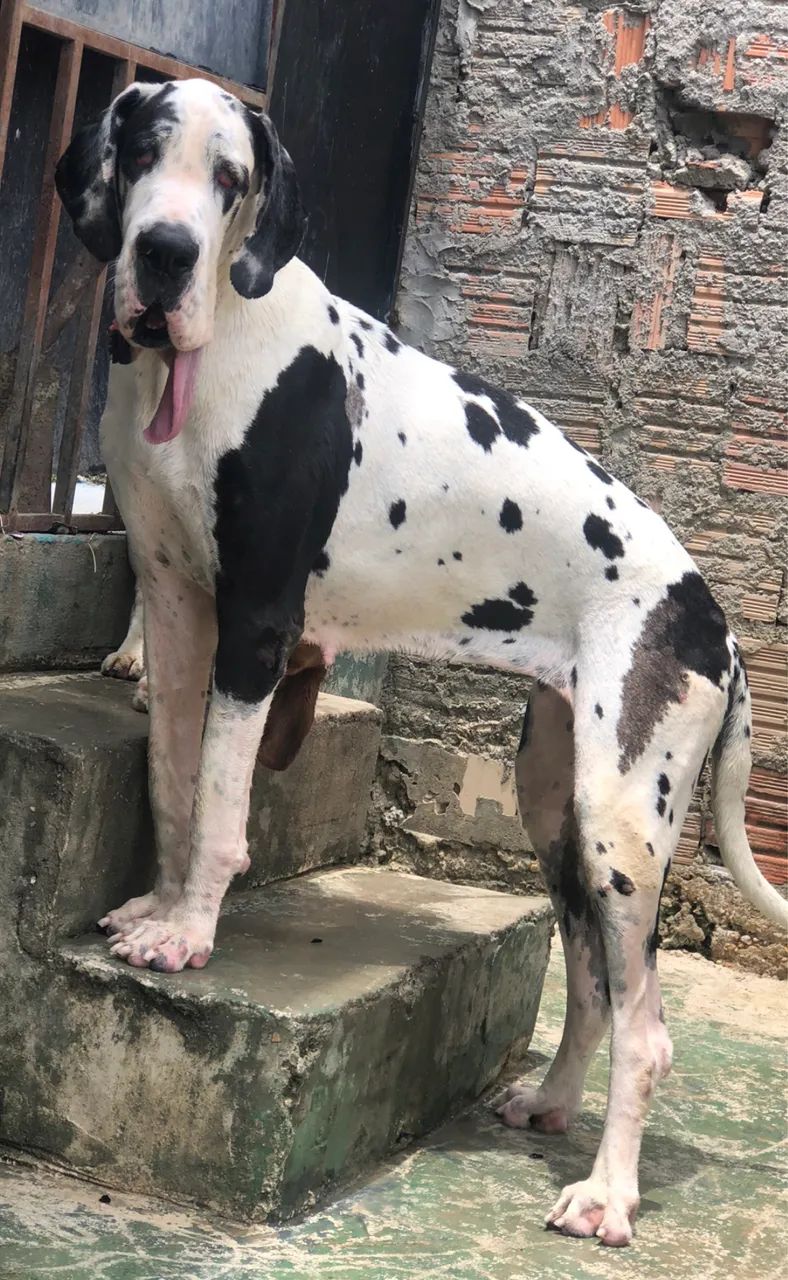 Dogue alemão 