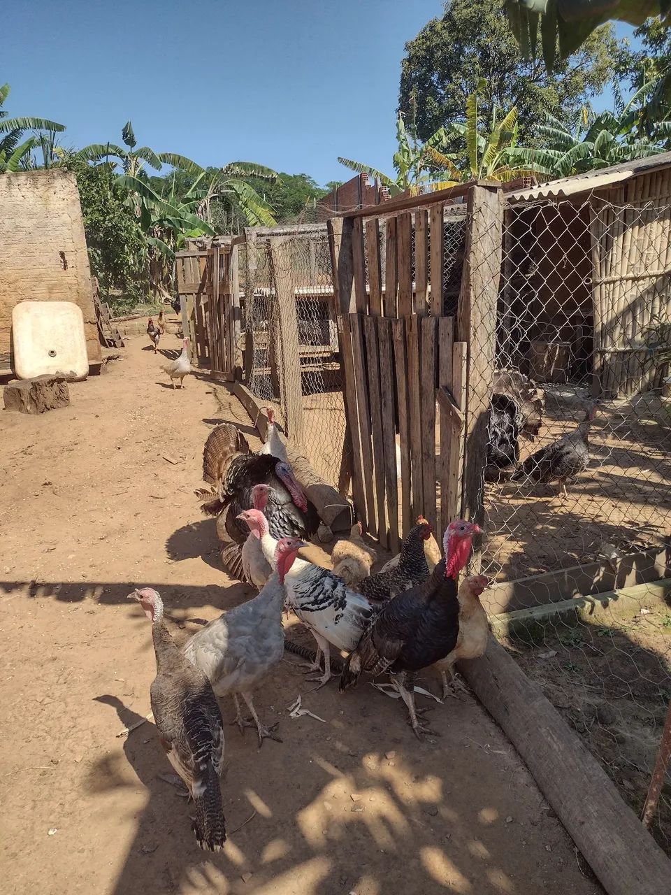 Galo indio - Foto 5