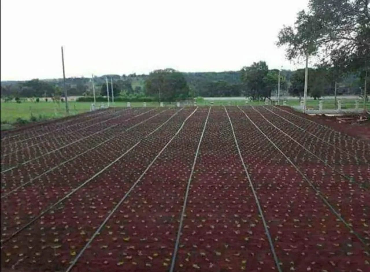 Plantio de grama  - Foto 3