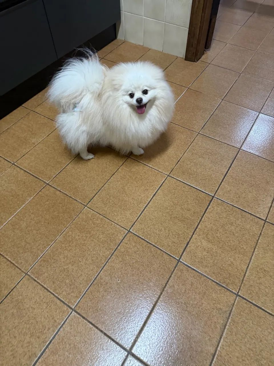 Spitz Alemão  - Foto 3