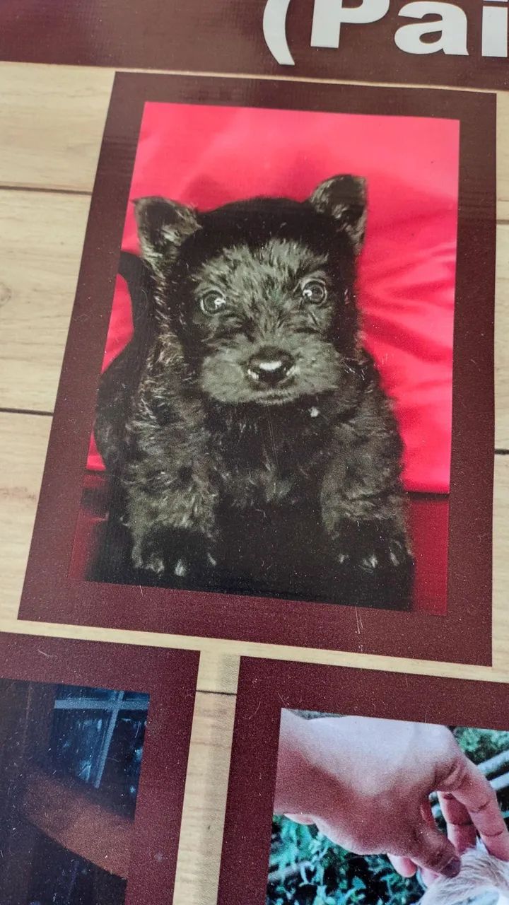 Terrier Escocês 