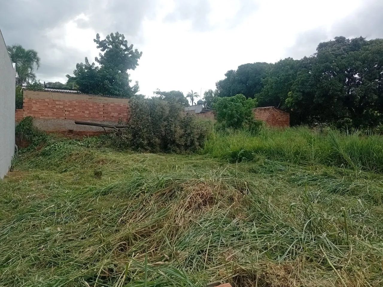 Roçagem de Mato Alto  - Foto 4