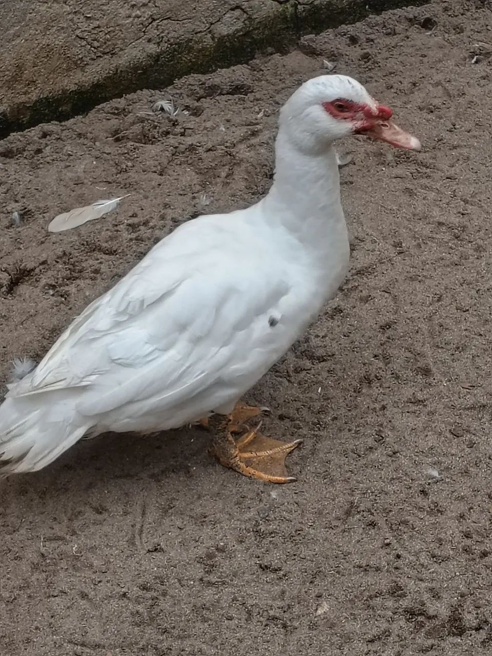 Pato