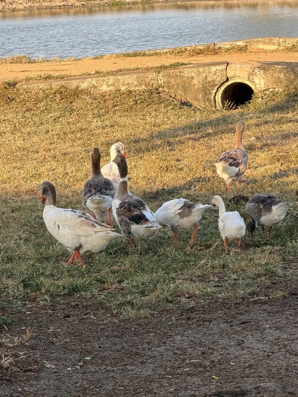 Gansos  - Foto 4